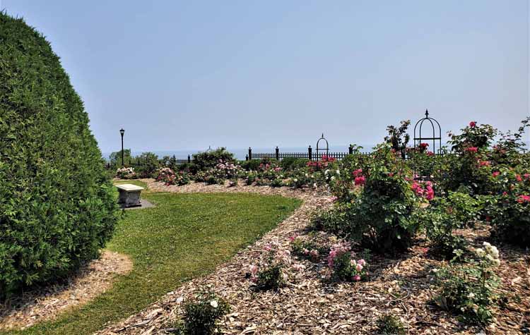 rose garden